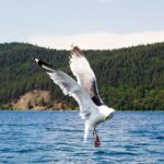 Ушканьи острова Ушканьи острова. Фото: Вера Лазарева