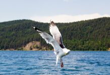 Ушканьи острова Ушканьи острова. Фото: Вера Лазарева