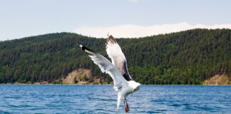 Ушканьи острова. Фото: Вера Лазарева