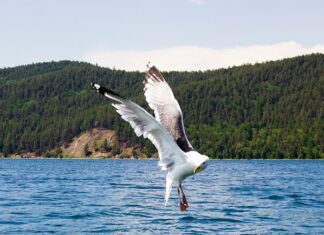Ушканьи острова Ушканьи острова. Фото: Вера Лазарева