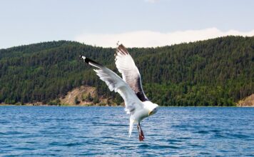 Ушканьи острова Ушканьи острова. Фото: Вера Лазарева