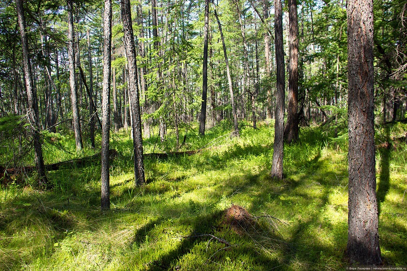 Ушканьи острова. Фото: Вера Лазарева