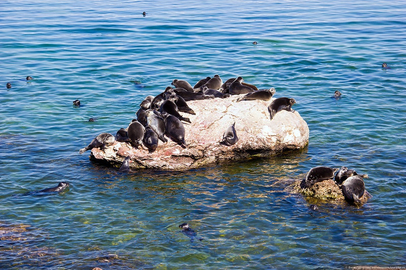 Ушканьи острова. Фото: Вера Лазарева