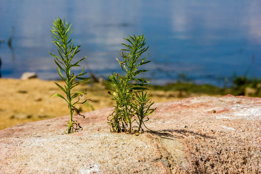 Аргазинское водохранилище. Фото: Ирина Мелекесцева