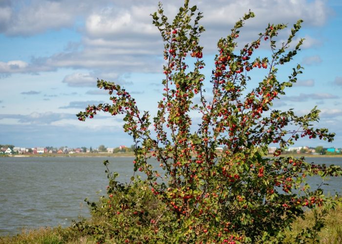 Озеро Узункуль, Челябинская область
