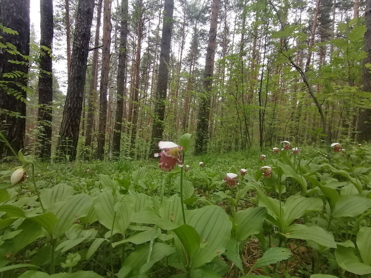 П лесной московская область