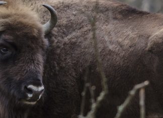 заповедники Московской области, Московская область, Окская флора, Подмосковье, Приокско-Террасный заповедник, Центральный зубровый питомник