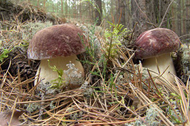 Национальный парк Припышминские боры, грибы