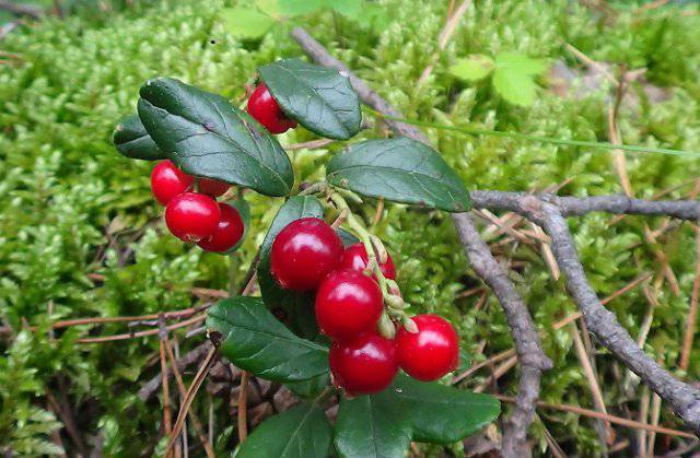 Национальный парк Припышминские боры, ягоды