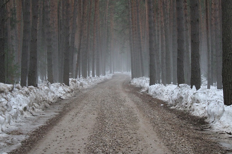 Пляж пней в Полазне: необычное место в Пермском крае на Каме. Фото: Ирина Ваулина / ВКонтакте