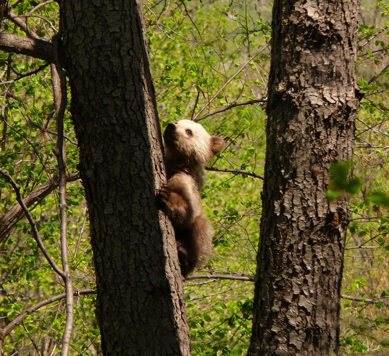 Бурый медведь. Государственный природный заповедник «Шайтан-Тау». Автор фотографии - А. Латыпов