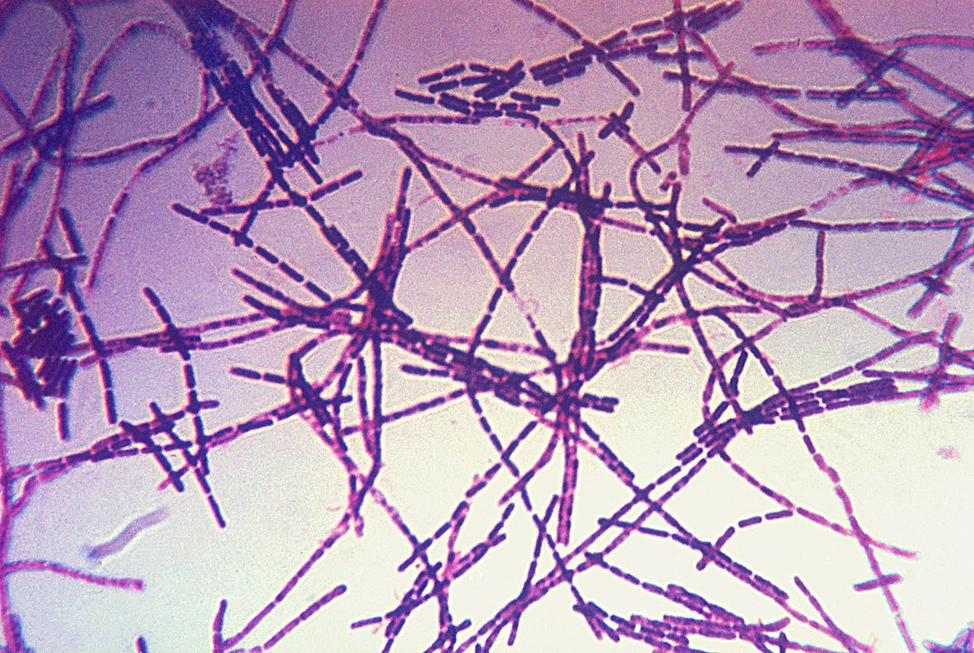 Микрофотография бацилл сибирской язвы. Окраска по Граму