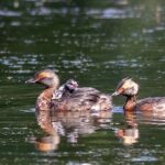 Защищено: Красношейная поганка Пара красношейных поганок с птенцами. Припышминские озерки, 7 июля 2021 г., фото Дины Нестерковой