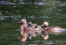 Красношейная поганка Пара красношейных поганок с птенцами. Припышминские озерки, 7 июля 2021 г., фото Дины Нестерковой