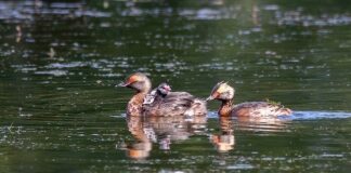 Защищено: Красношейная поганка Пара красношейных поганок с птенцами. Припышминские озерки, 7 июля 2021 г., фото Дины Нестерковой