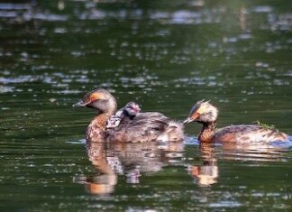 Защищено: Красношейная поганка Пара красношейных поганок с птенцами. Припышминские озерки, 7 июля 2021 г., фото Дины Нестерковой