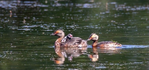 unnamed — копия Пара красношейных поганок с птенцами. Припышминские озерки, 7 июля 2021 г., фото Дины Нестерковой