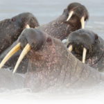 На Ямале в одном месте собралось более тысячи моржей!
