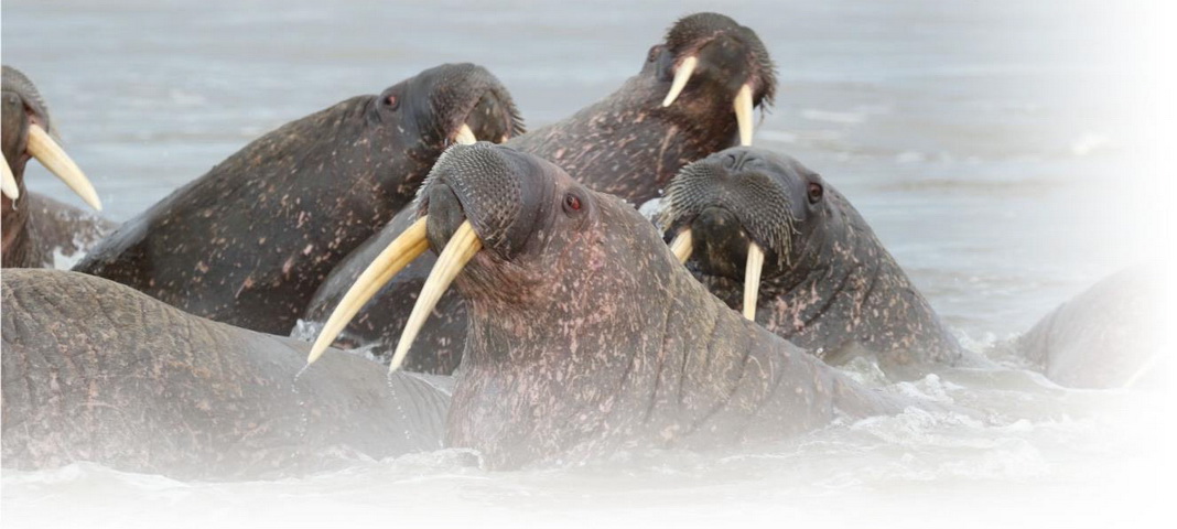 На Ямале в одном месте собралось более тысячи моржей!