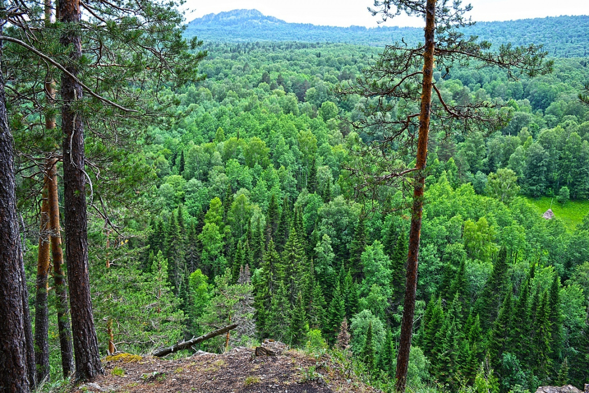 черничная гора