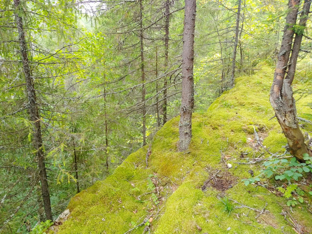 Ивакинский завод, урочище Ивака, Пермский край, Александровск, мылые города, история Урала, куда поехать, Всеволожские, Савва Морозов, Всеволодо-Вильва, Вильвенская лесная дача, природа Урала, Пермский край