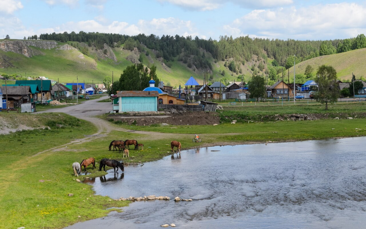 Село Орловка, табун сам пришёл на водопой - там все ходят сами по себе
