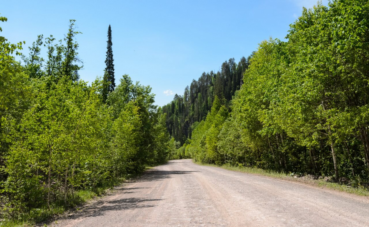 Розовая дорога