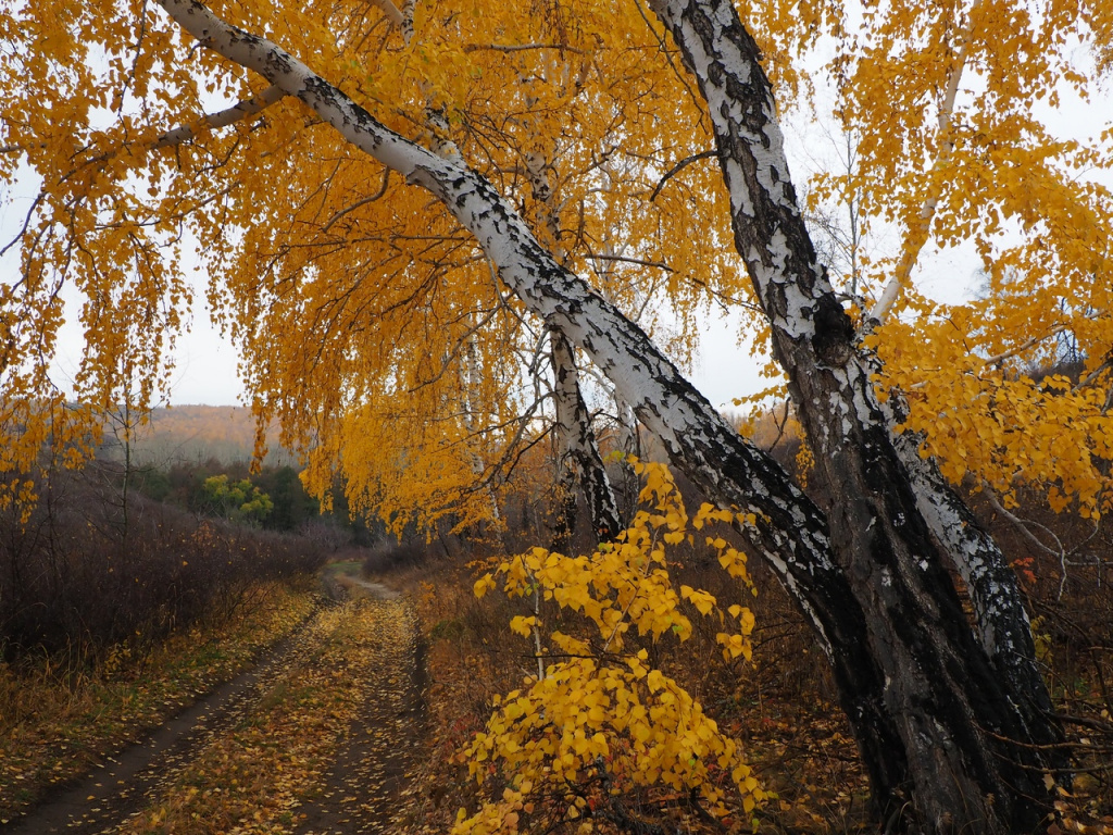 Деревья оренбургской области фото