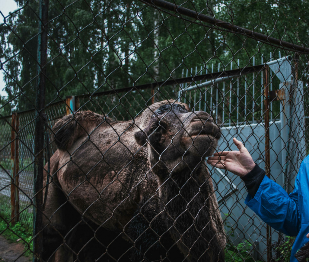 оленья ферма, озеро Иткуль, плохое обращение с животными, верблюд Яша, Оленья ферма у озера Иткуль, Свердловская область, интересное на Урале